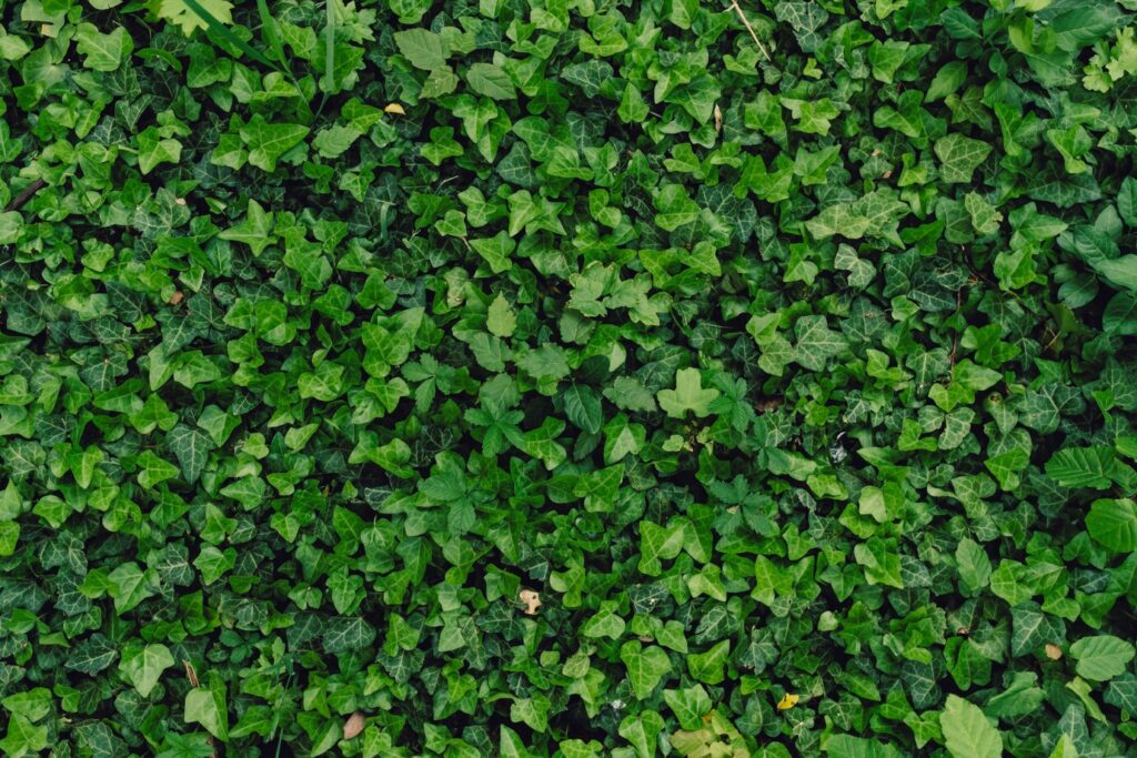 soundproofing home plants